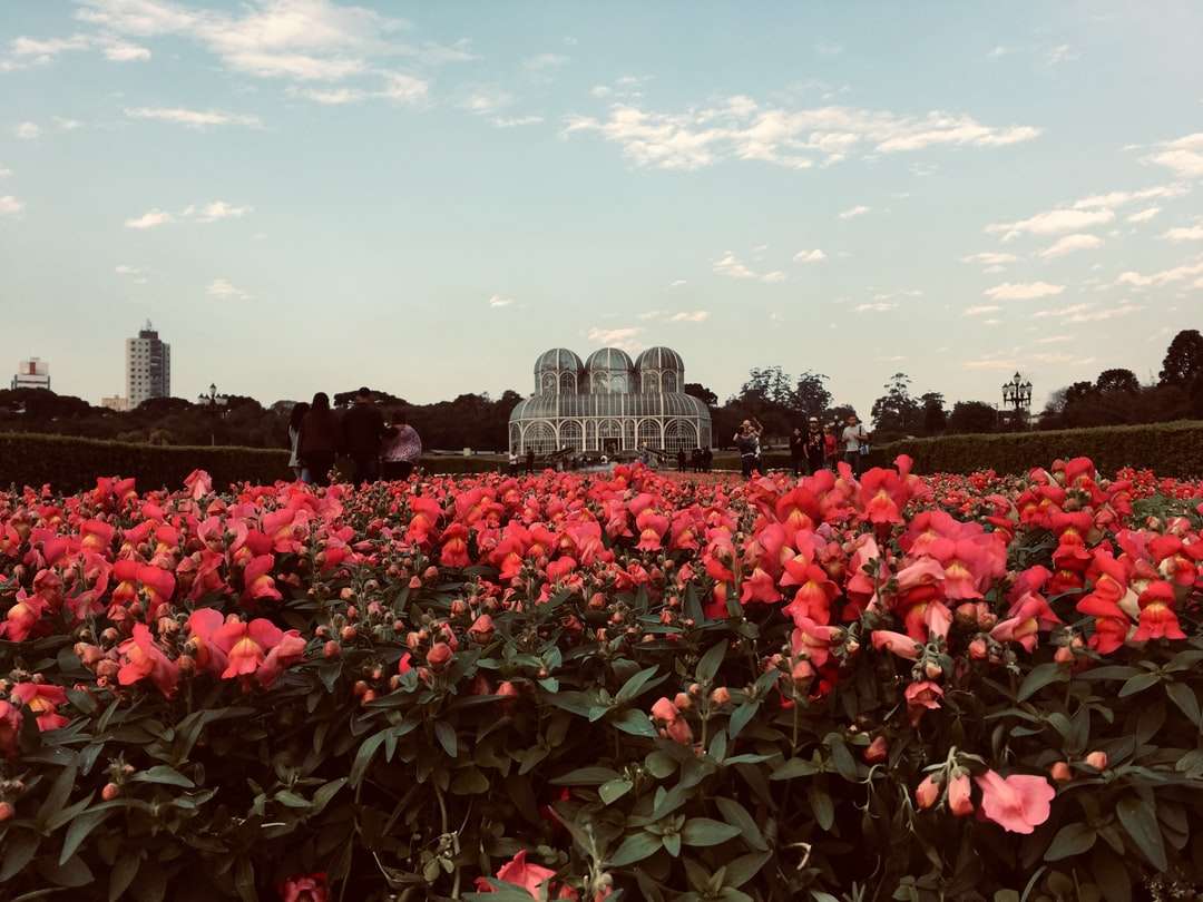 Czerwony kwiat pole w pobliżu budynków miasta w ciągu dnia puzzle online