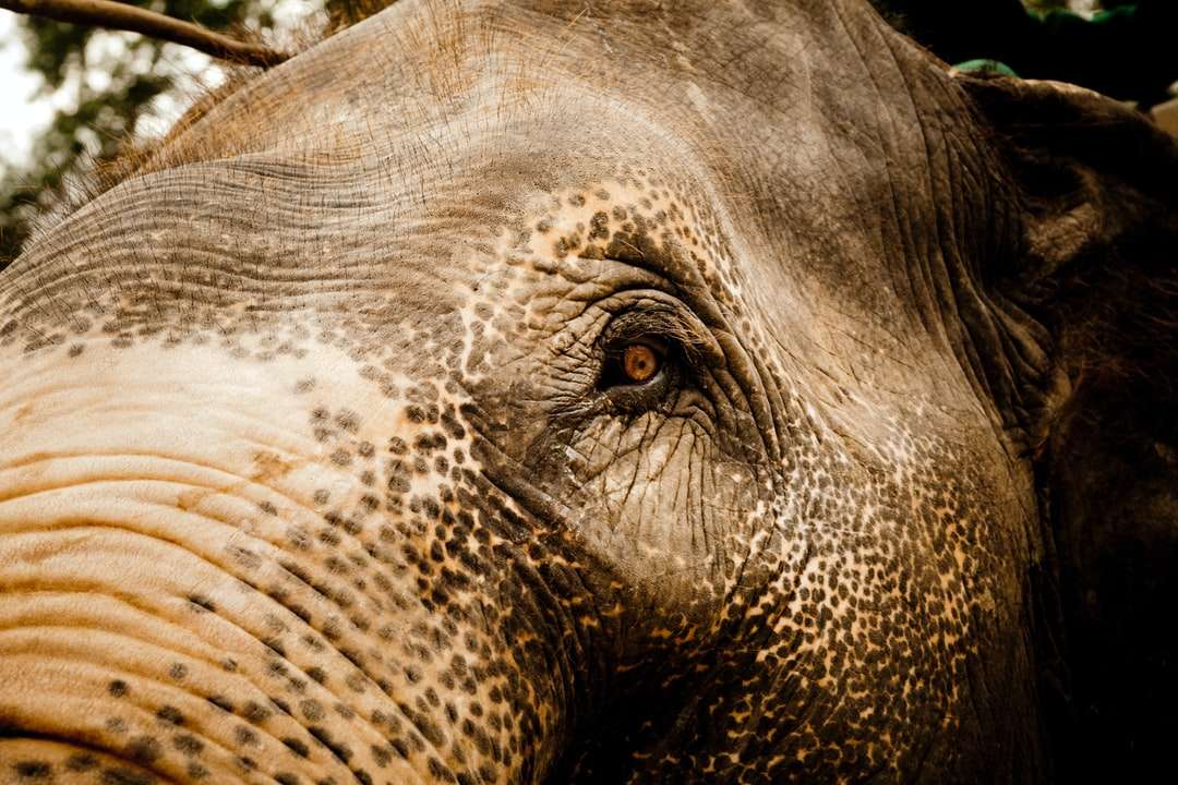 Szary słoń w zbliżeniu fotografii puzzle online