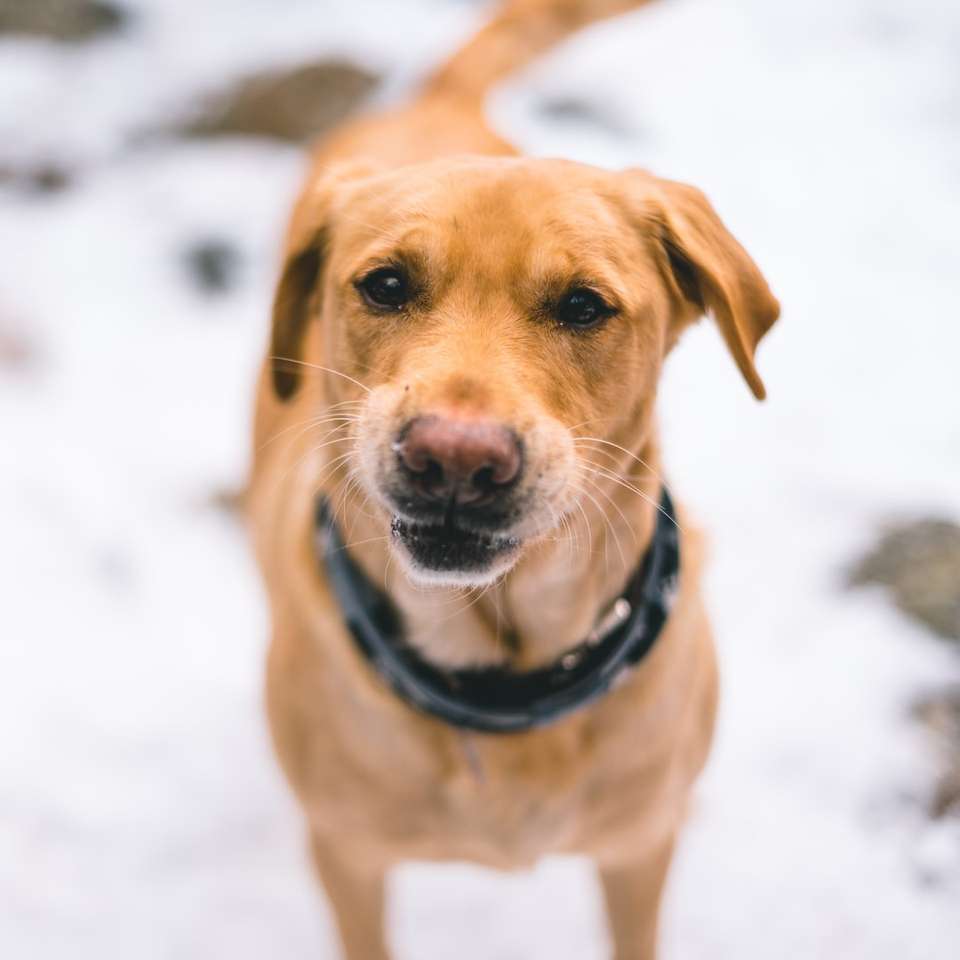 Brown krótki pies pokryty śniegiem ziemi w ciągu dnia puzzle online