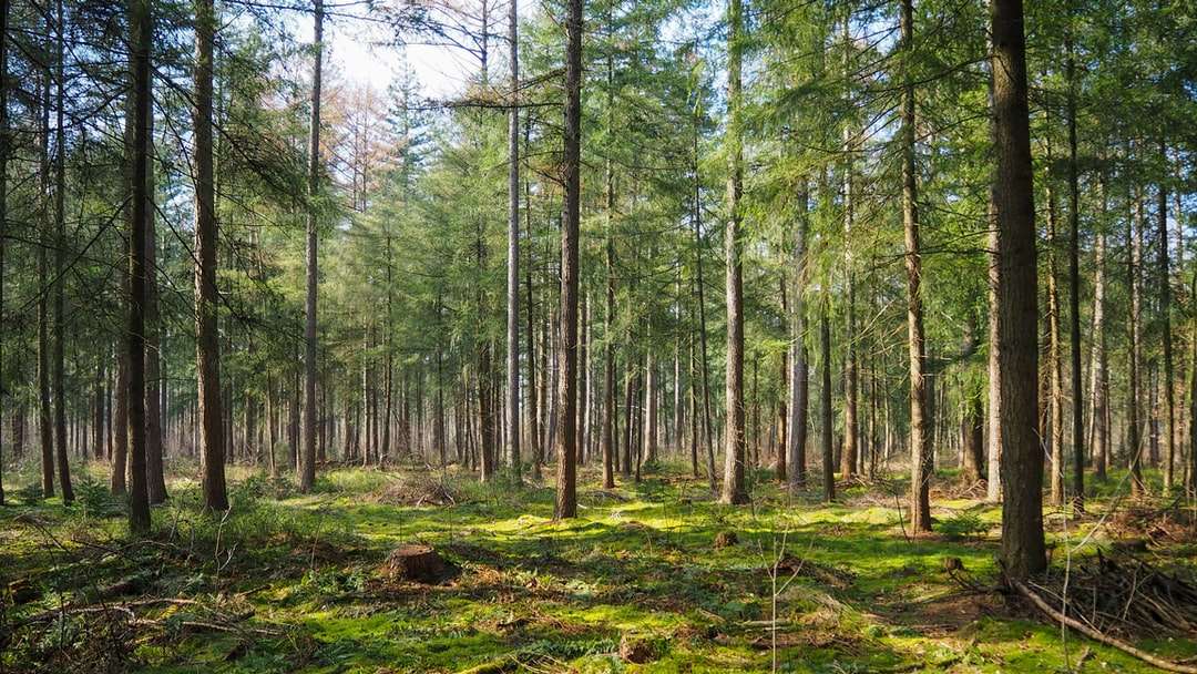 Zielone drzewa na brązowym polu trawy w ciągu dnia puzzle online