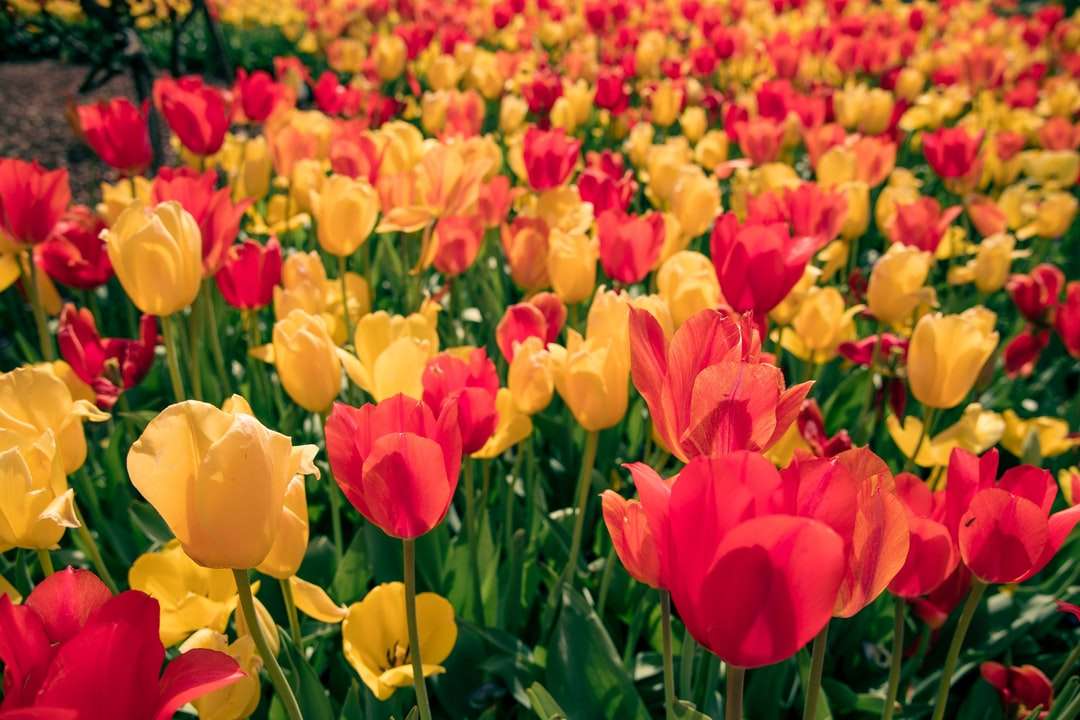 Czerwone i żółte pole tulipanów w ciągu dnia puzzle online