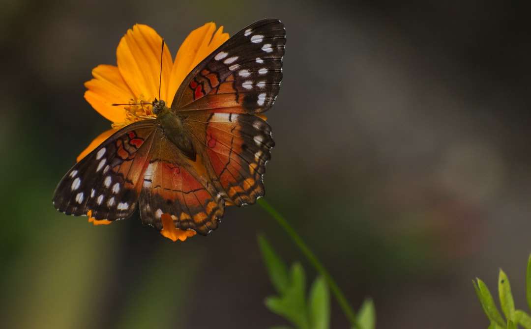 Brązowy i czarny motyl na żółtym kwiacie puzzle online