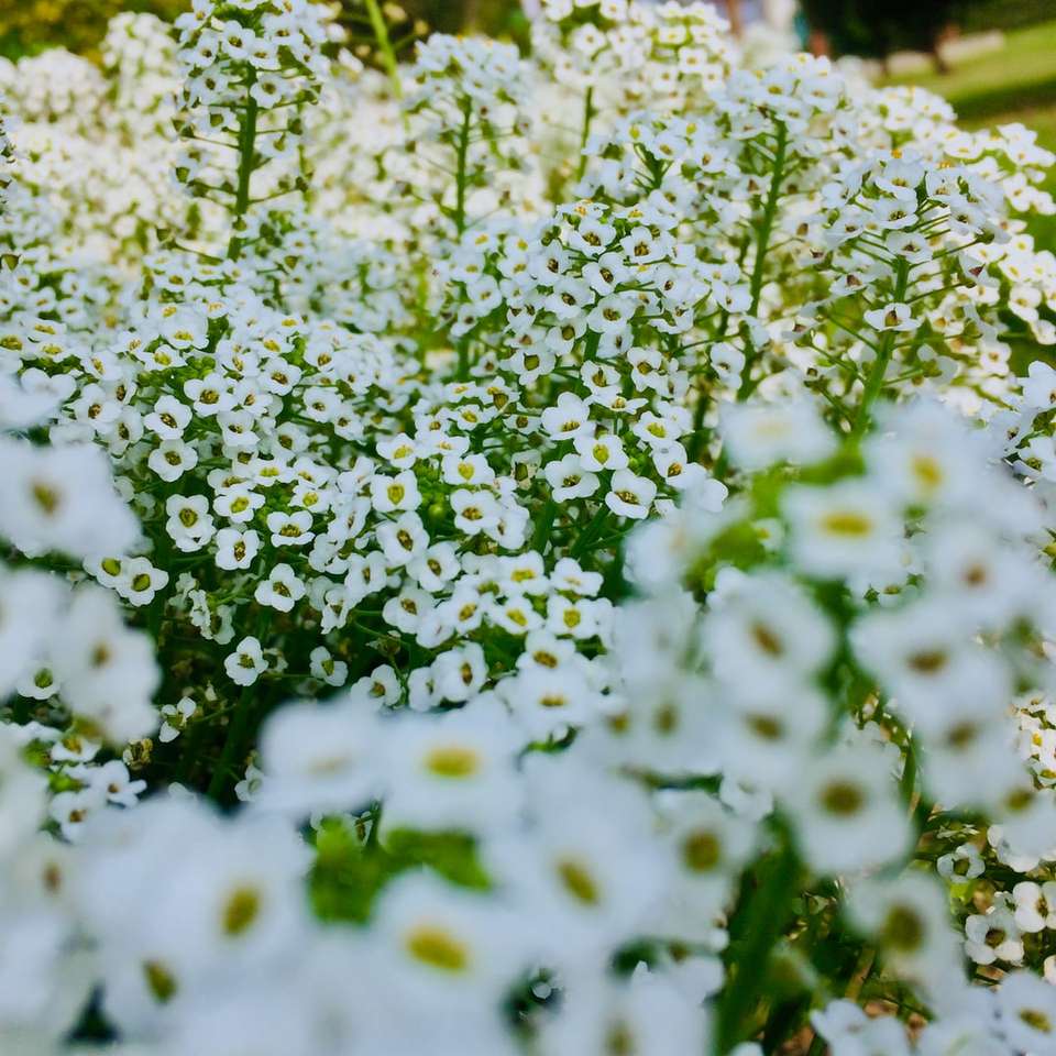 Białe kwiaty z zielonymi liśćmi puzzle online