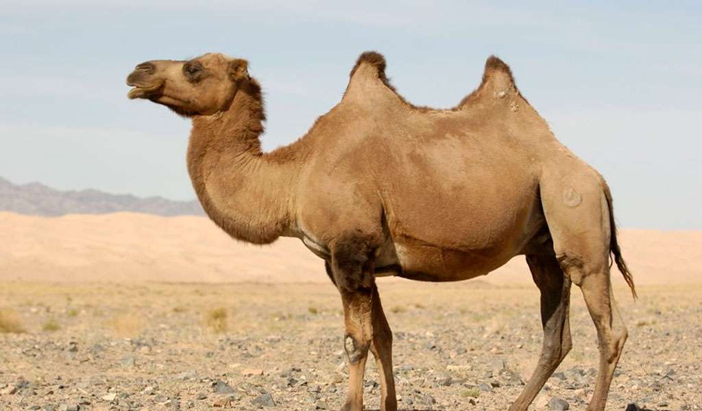 Wielbłąd - Desert Habitat puzzle online
