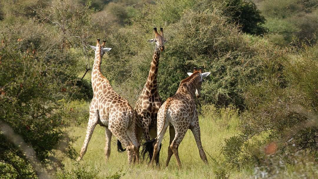 Trzy żyrafy na brązowym polu trawy w ciągu dnia puzzle online