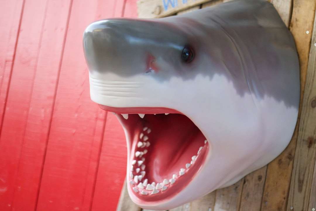 Biały rekin na czerwonej drewnianej powierzchni puzzle online