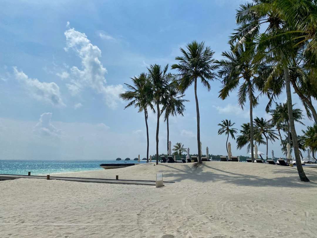 Palmy na brzegu plaży w ciągu dnia puzzle online