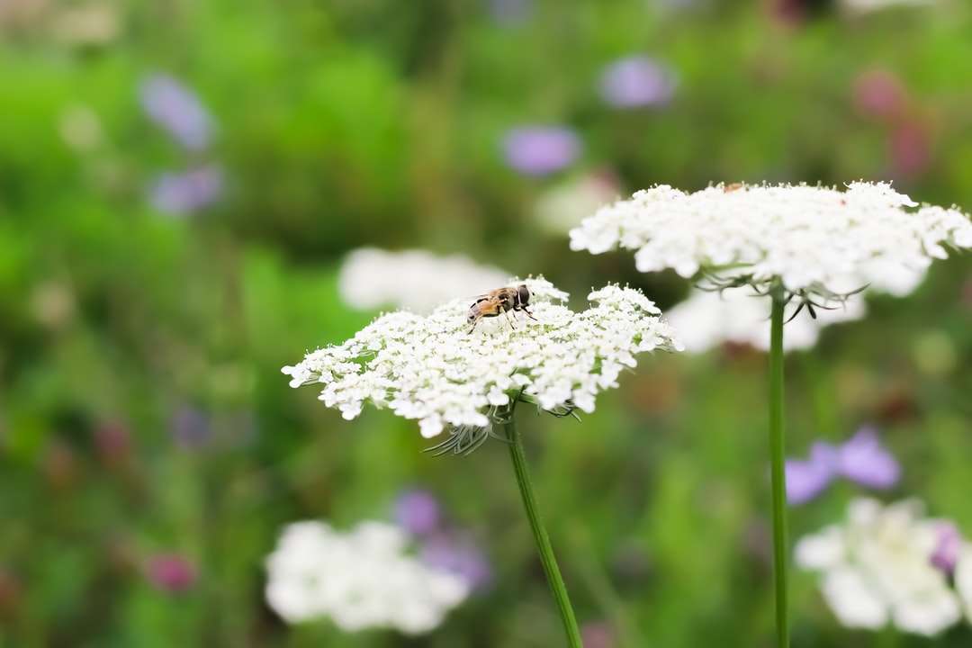 Pszczoła miodna siedzi na białym kwiacie w z bliska fotografii puzzle online