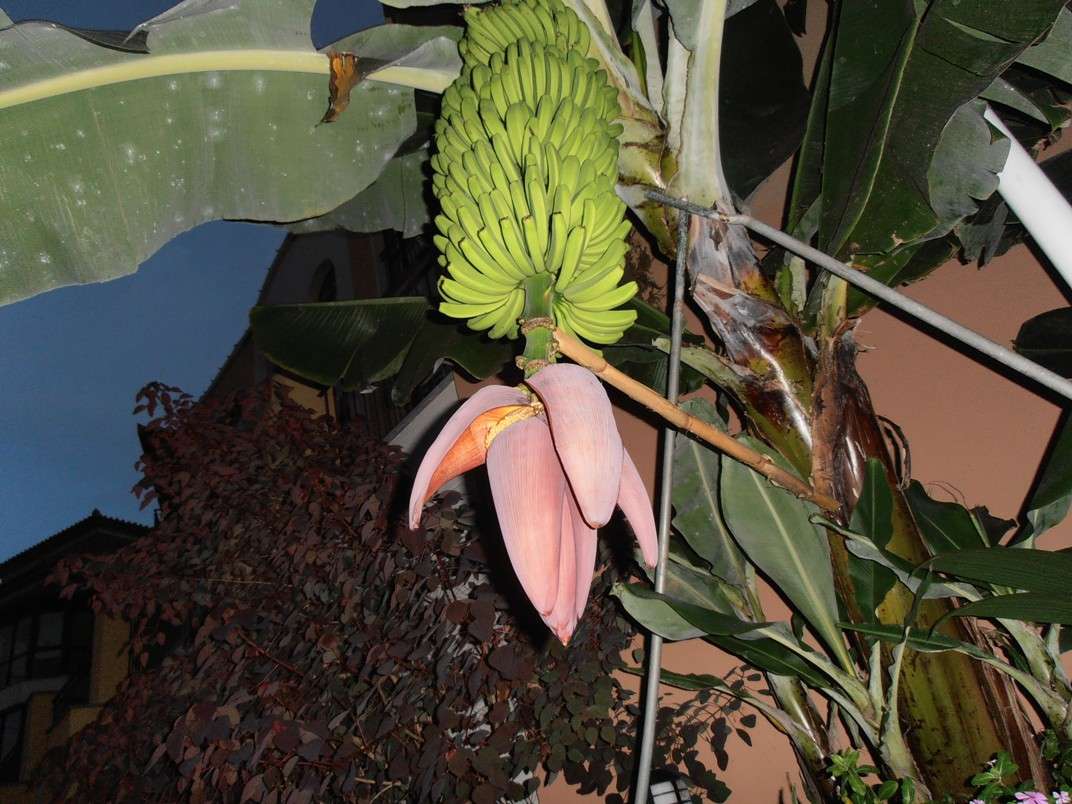 Kwiat banana puzzle online