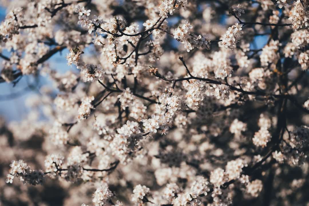 Árbol de flor de cerezo blanco bajo el cielo azul durante el día - Puzzle  Factory