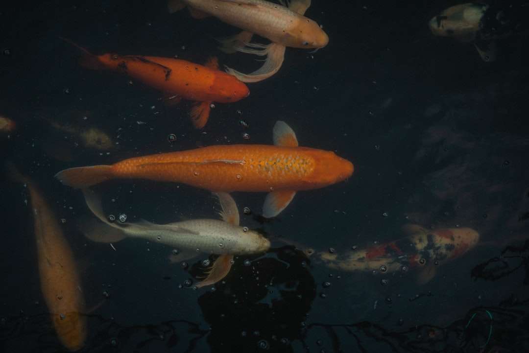 pomarańczowa i biała ryba koi puzzle online