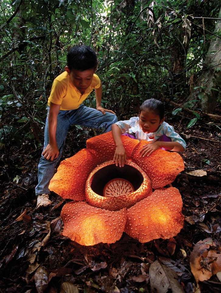 bukietnica arnolda- największy kwiat świata puzzle online