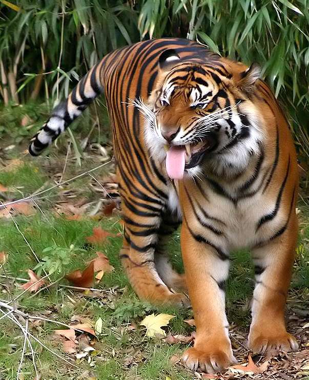 tygrys sumatrzański puzzle online