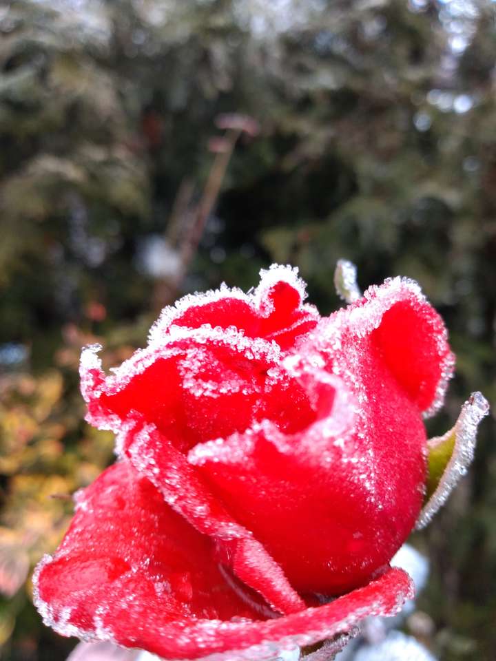 Róża w zimę puzzle online