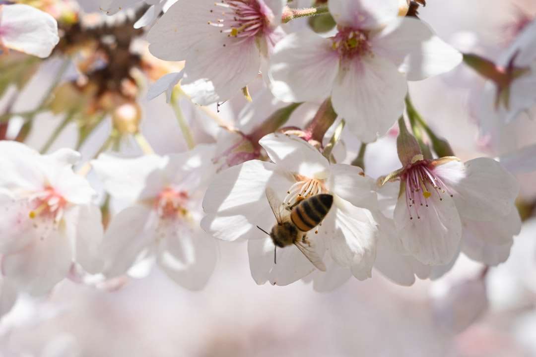 Pszczoły miodne siedzącego na białym i fioletowym kwiacie puzzle online