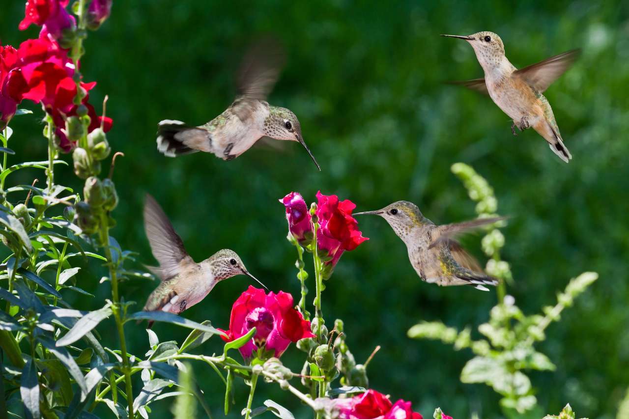Stadko kolibrów puzzle online