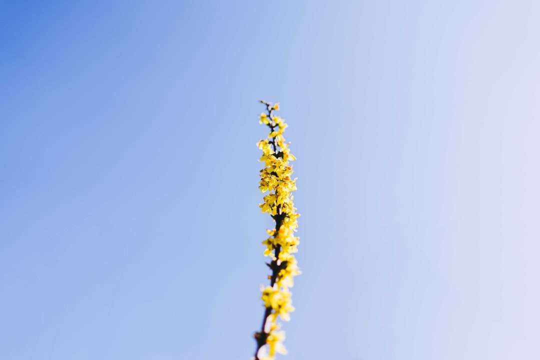 Żółty kwiat pod błękitnym niebem w ciągu dnia puzzle online