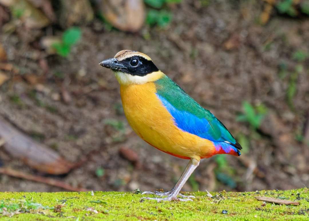 Żółty błękitny i zielony ptak na zielonej trawie podczas dnia puzzle online