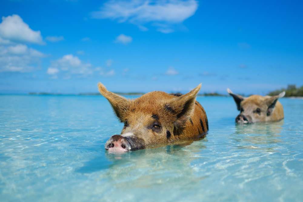bahamy z pływającymi świnkami puzzle online