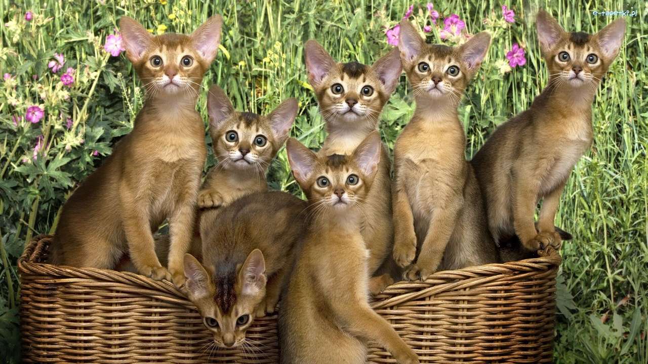 Rodzinka Kotów Abisyńskich puzzle online