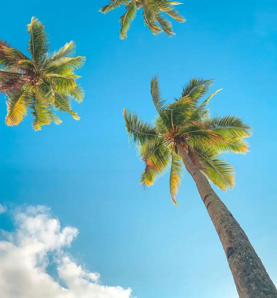 Verrast houd er rekening mee dat Besnoeiing Groene palmboom onder blauwe hemel overdag - Puzzle Factory