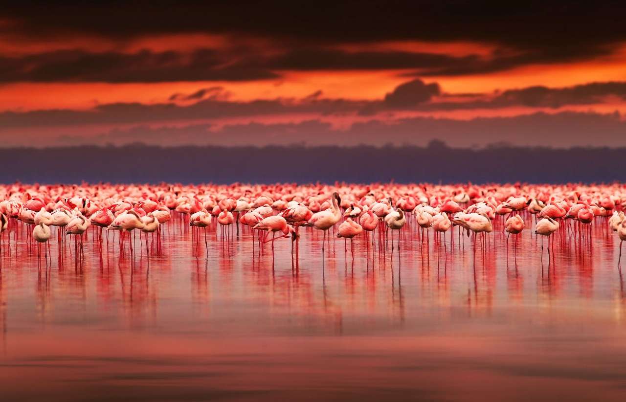 Kenijskie flamingi puzzle online