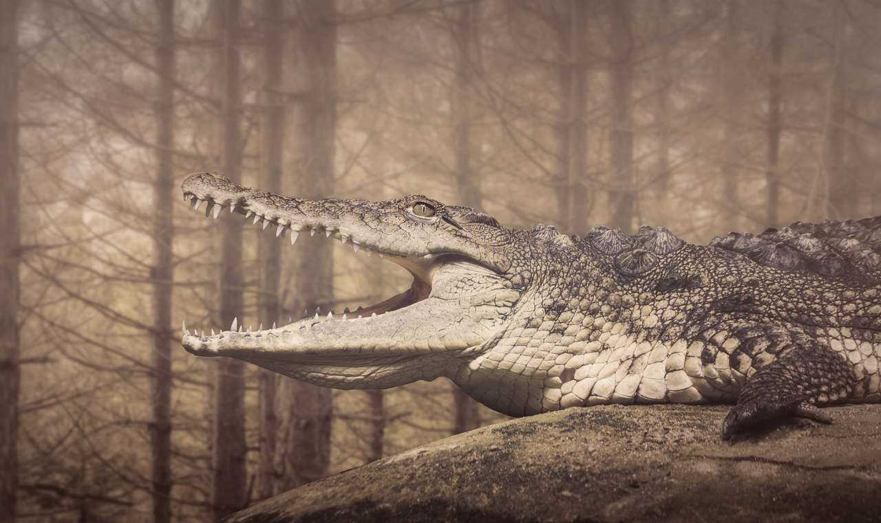 Krokodyl z paszczą otwartą puzzle online