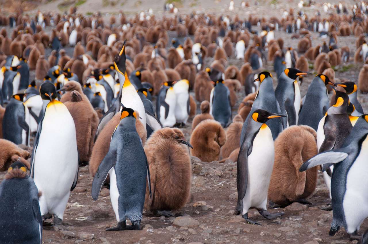 Ale dużo pingwinów! puzzle online