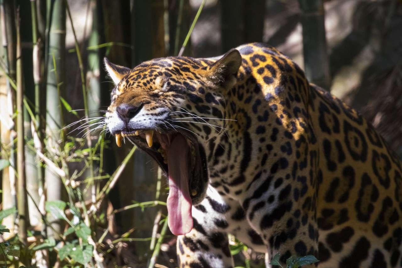 Ziewający jaguar puzzle online