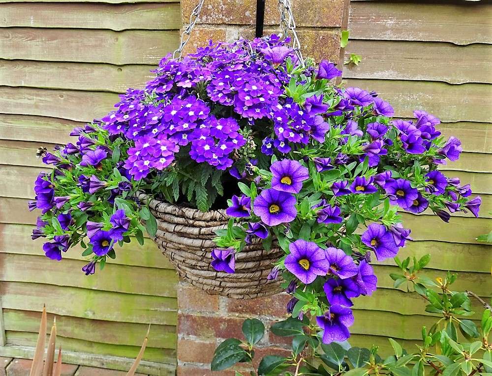 Blumenampel z kwiatami niebieskimi fioletowymi puzzle online