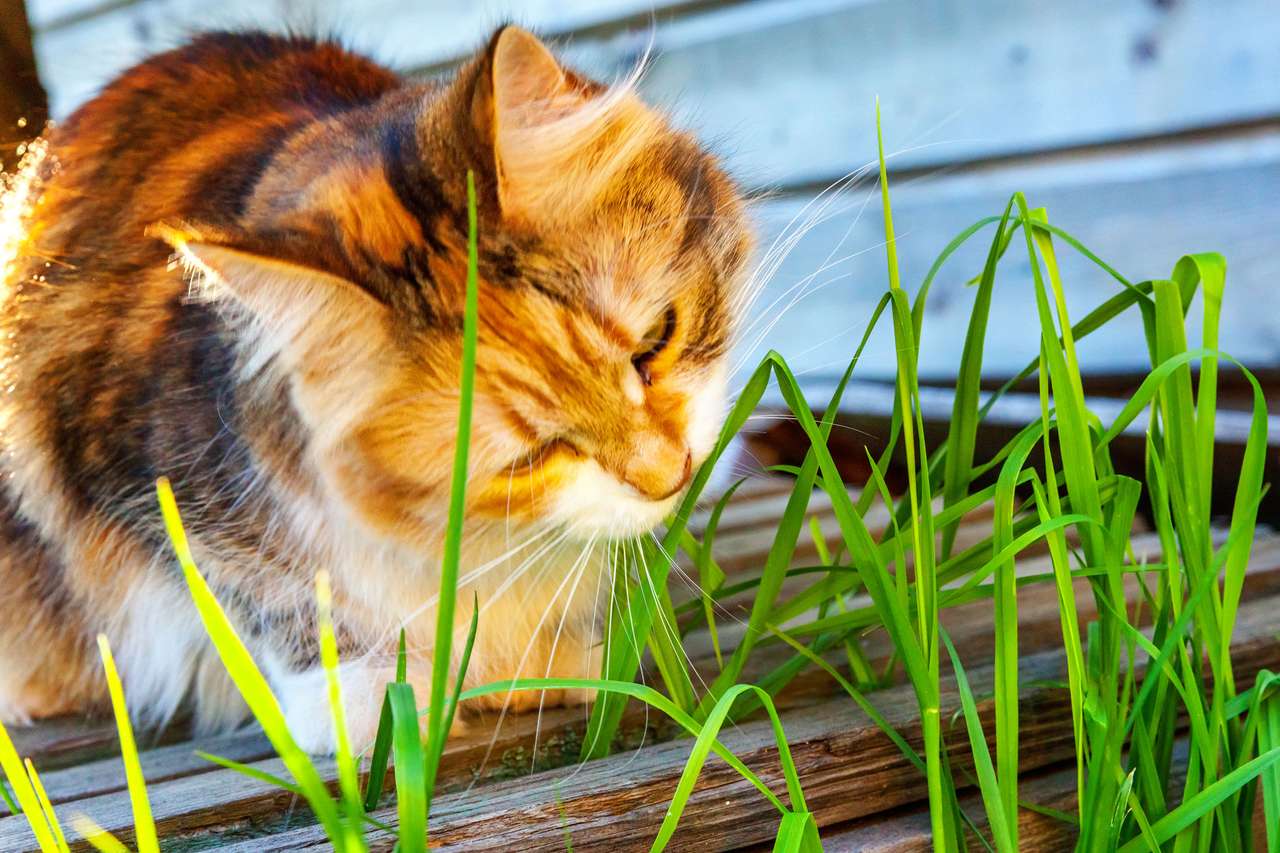 Kotek je trawę puzzle online