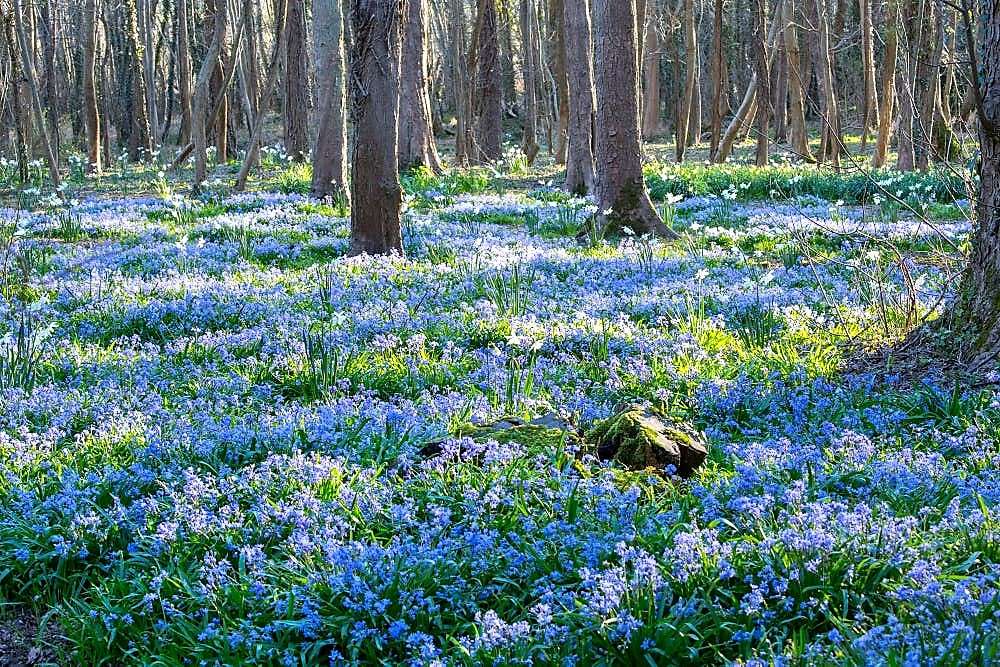 Niebieski kwiat dywan w lesie puzzle online
