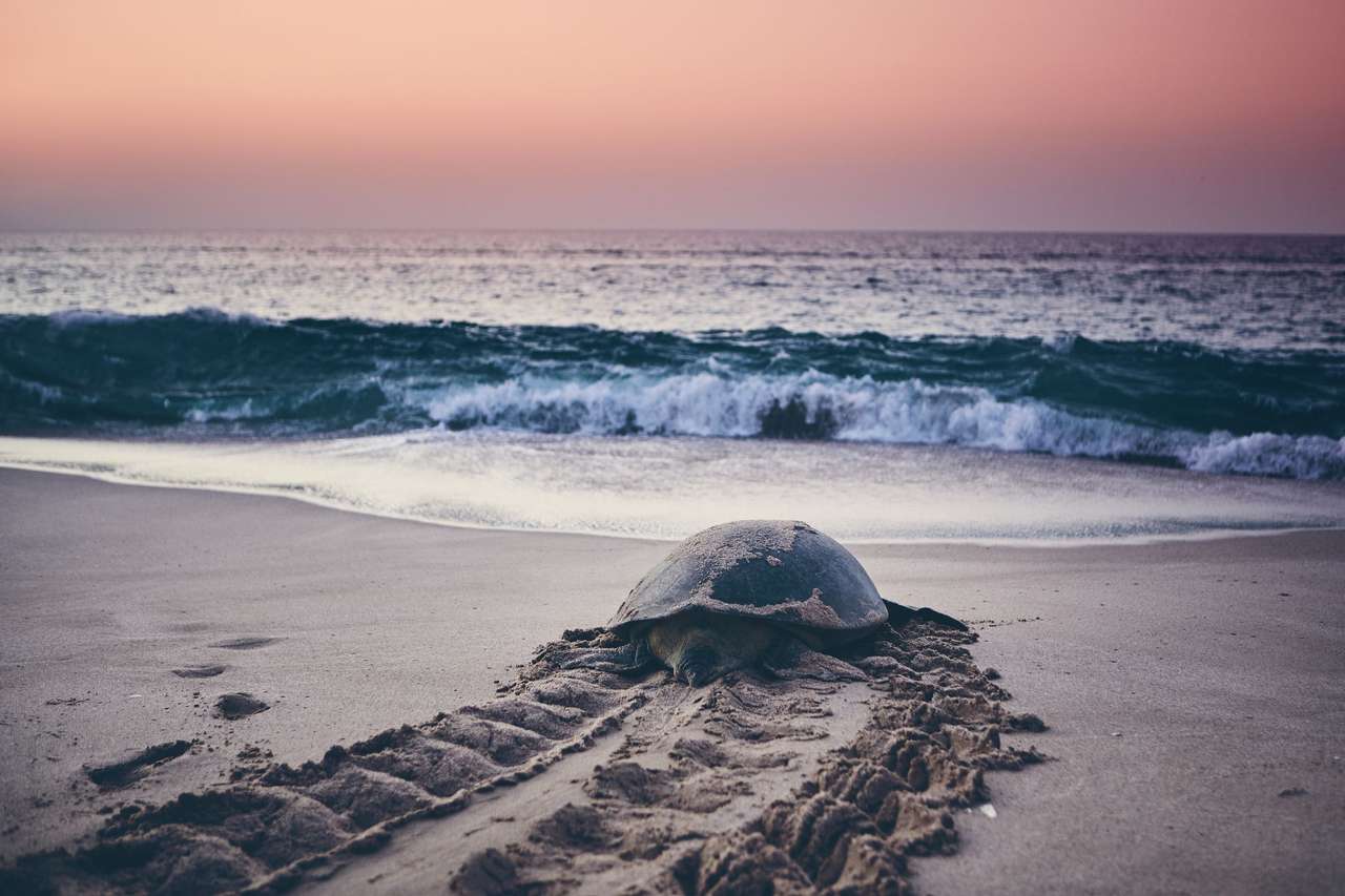 Żółw na plaży puzzle online