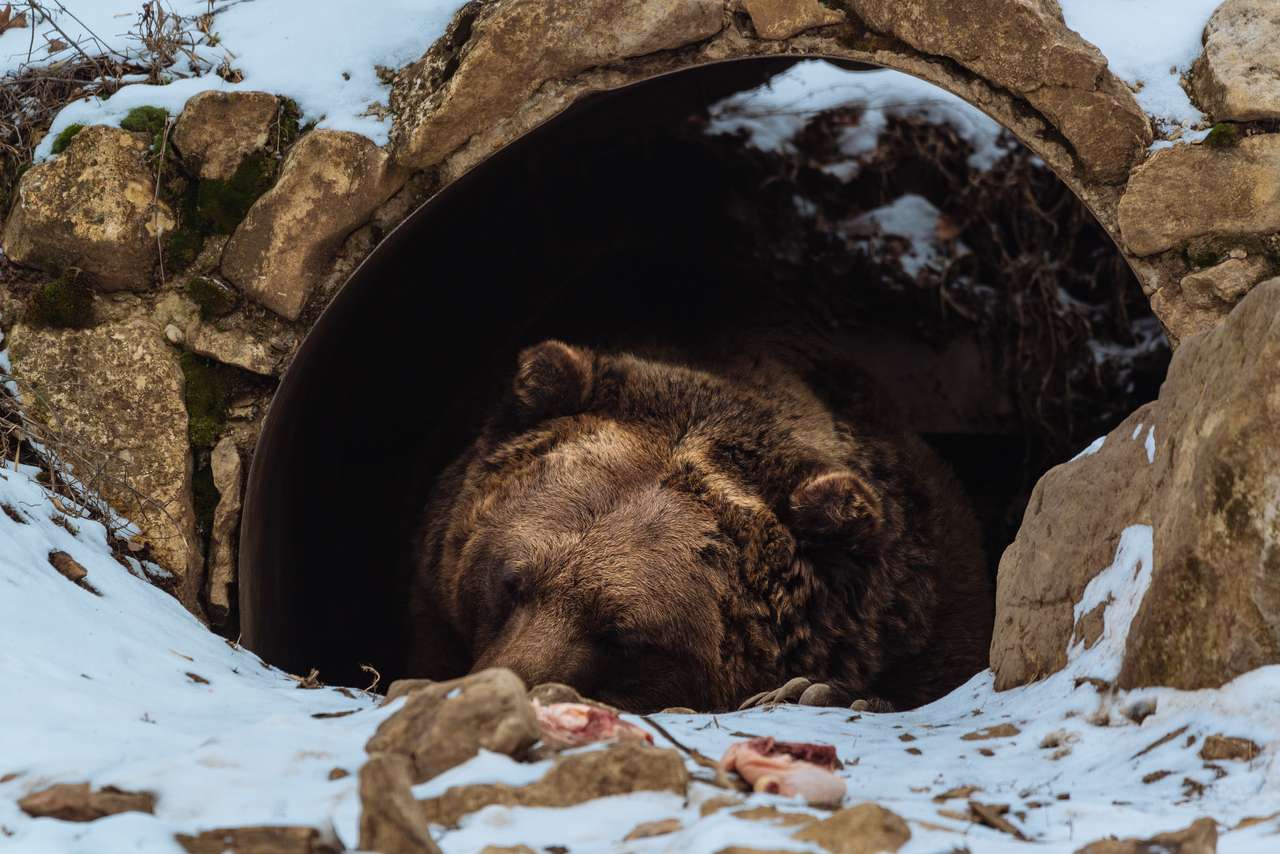 Niedźwiedź w jaskini puzzle online