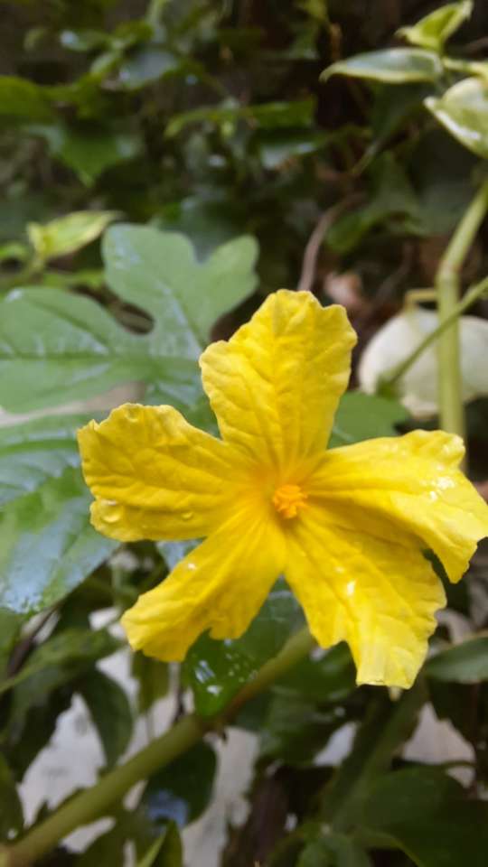 Żółty kwiat ogrodowy puzzle online