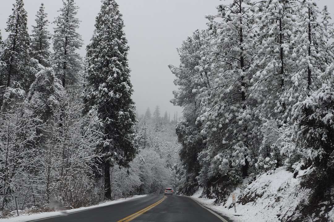 Czarna droga asfaltowa między drzewami pokryta śniegiem puzzle online