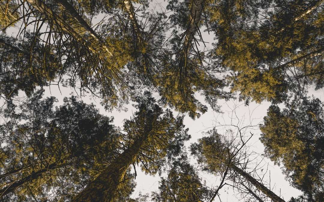 Niska kątowa fotografia zielonych drzew pod błękitnym niebem puzzle online