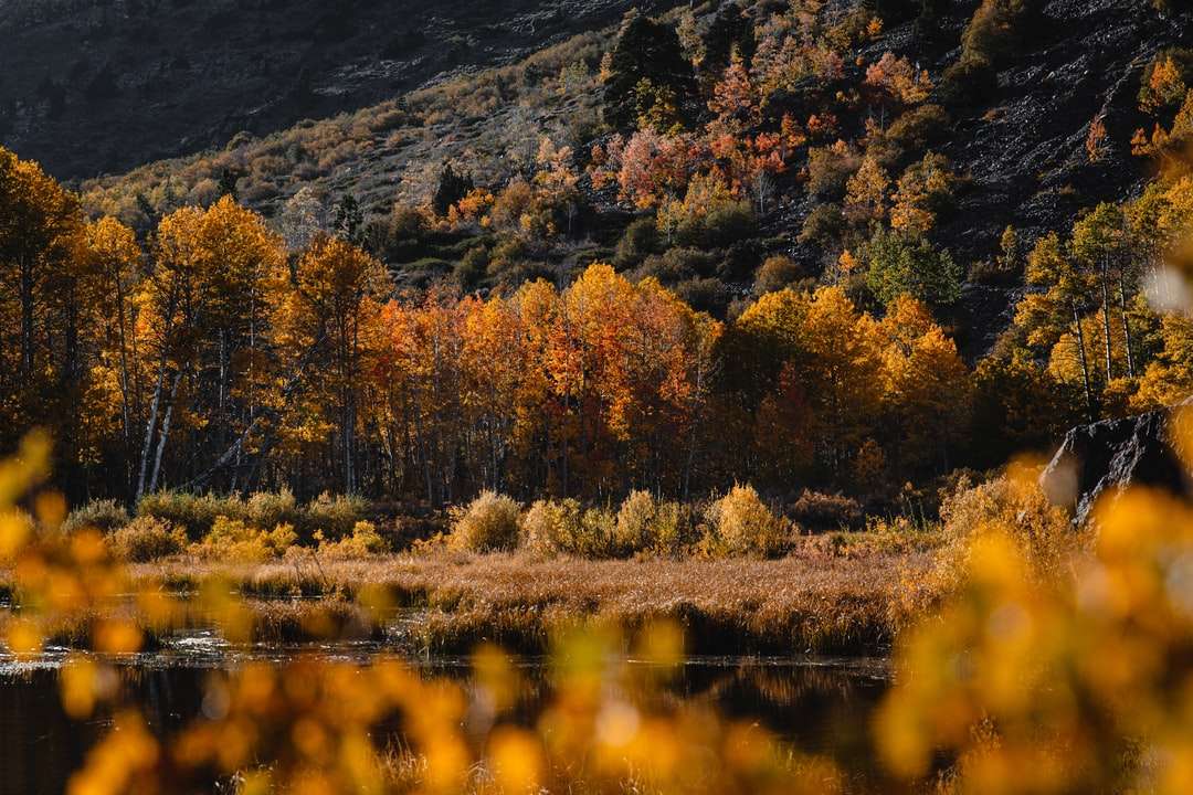 Brązowe drzewa w pobliżu jeziora i góry w ciągu dnia puzzle online