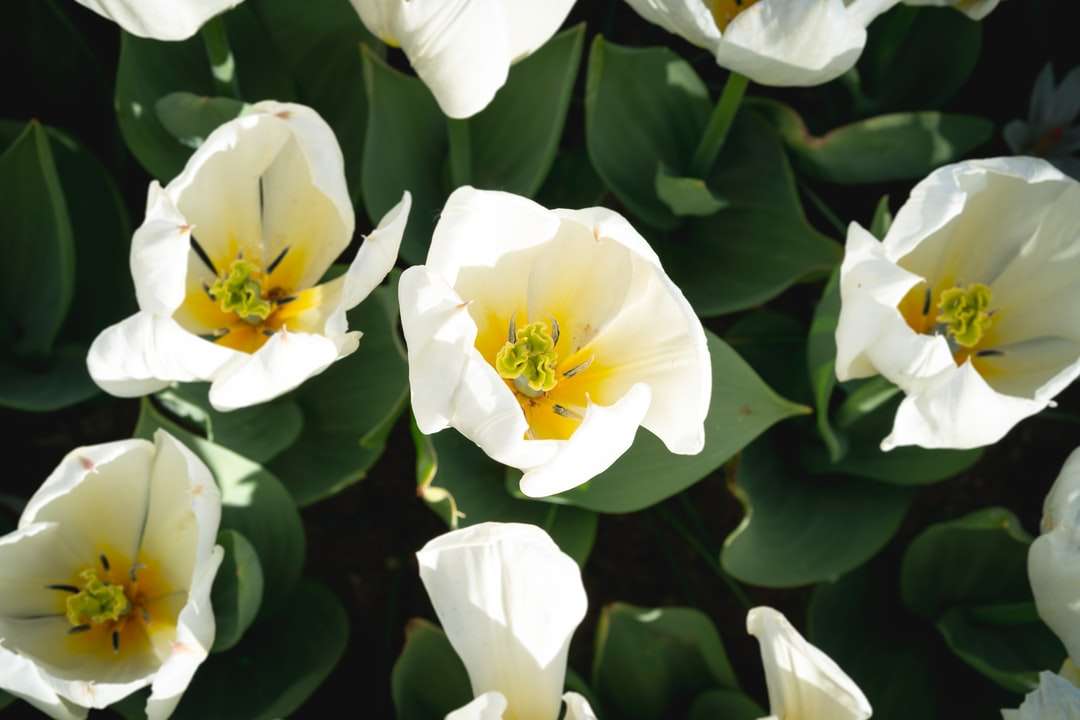 Biały i żółty kwiat w fotografii z bliska puzzle online