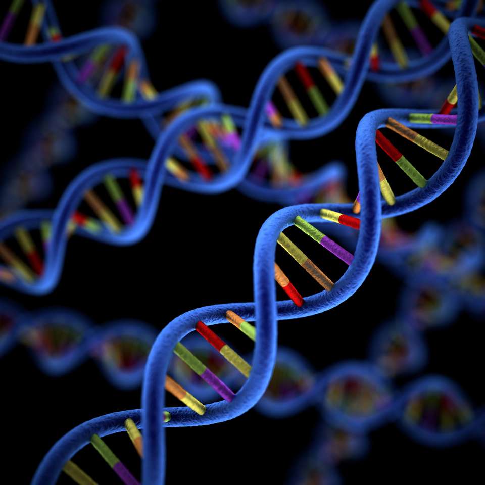 Cząsteczka DNA. puzzle online