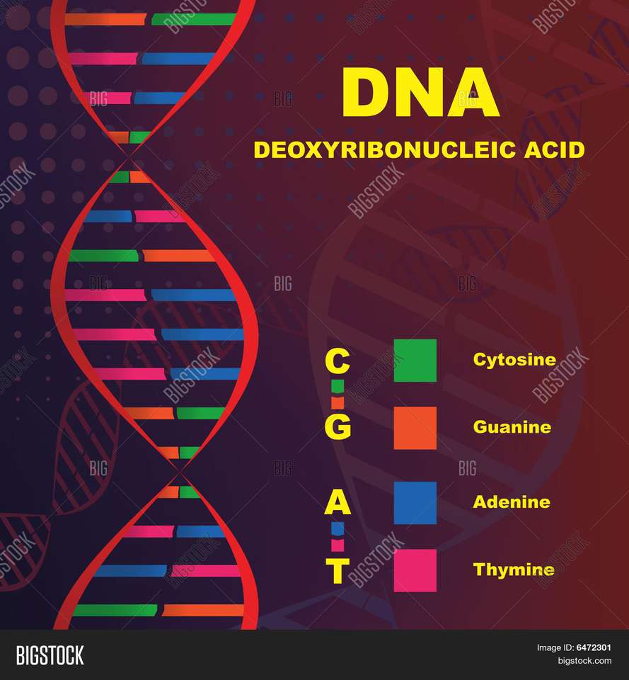 Cząsteczka DNA życia puzzle online