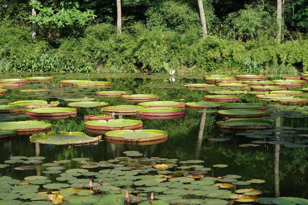 zielone i brązowe lilie wodne na wodzie puzzle online