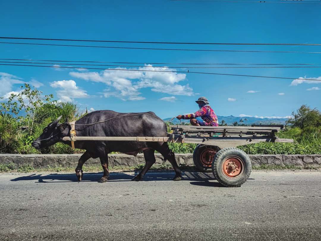 Czarna krowa na brown drewnianym wózku pod błękitnym niebem podczas dnia puzzle online