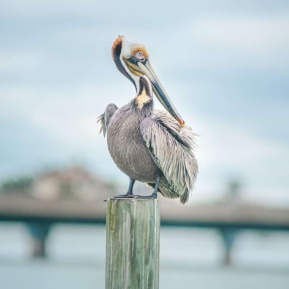 Szary pelikan na brown drewniany post w ciągu dnia puzzle online