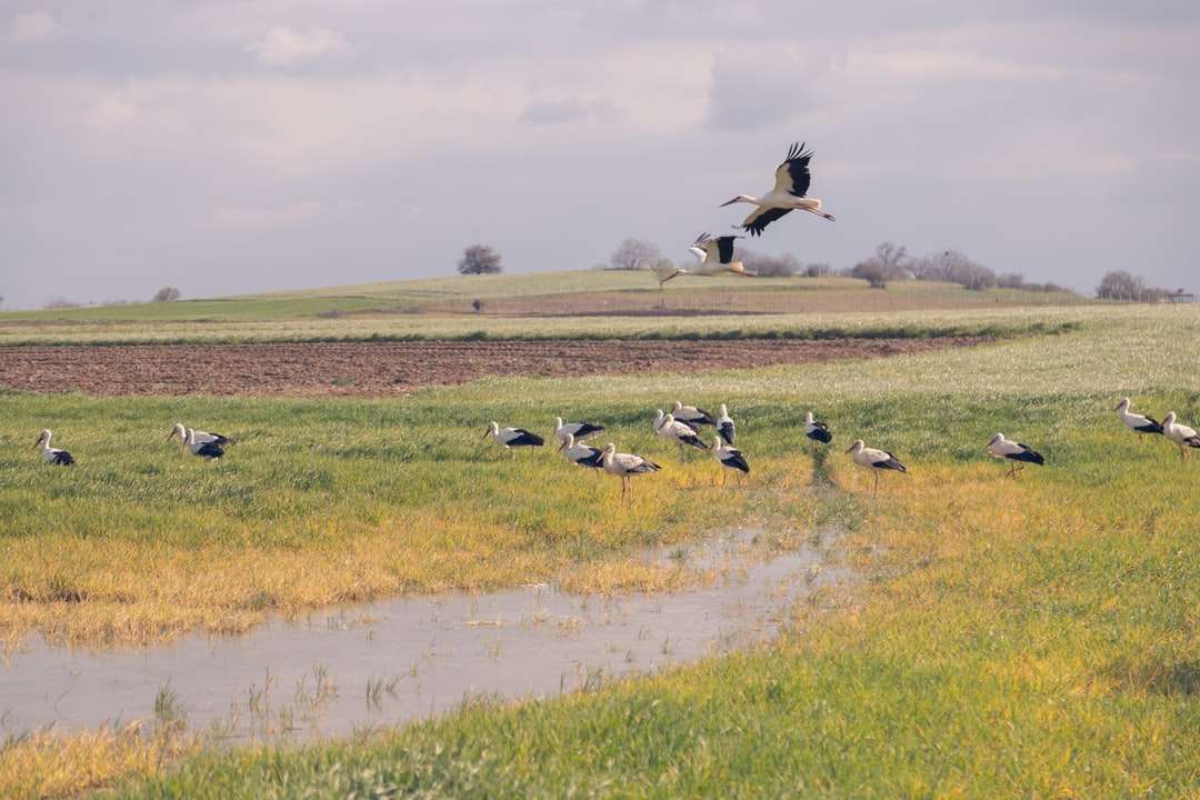 Biały i czarny ptak latający nad zielonym polem trawy puzzle online