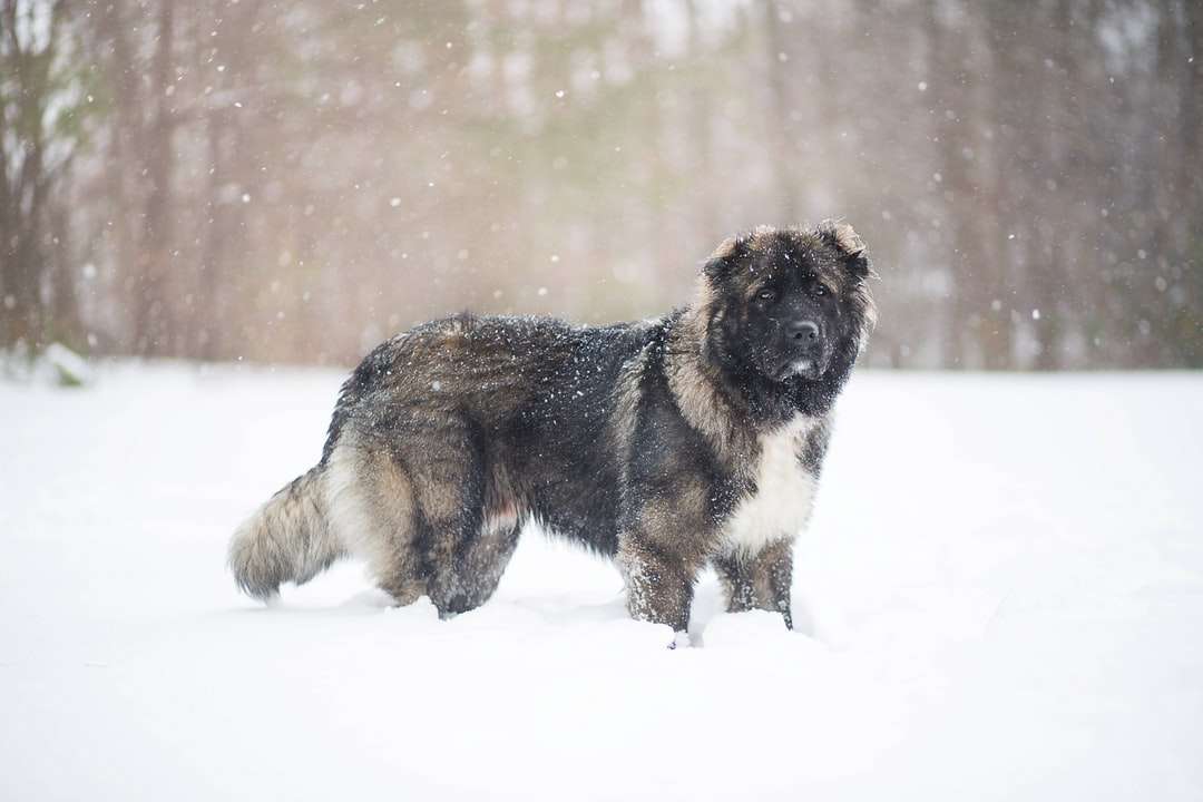 Perro recubierto corto y negro en el suelo cubierto de nieve rompecabezas