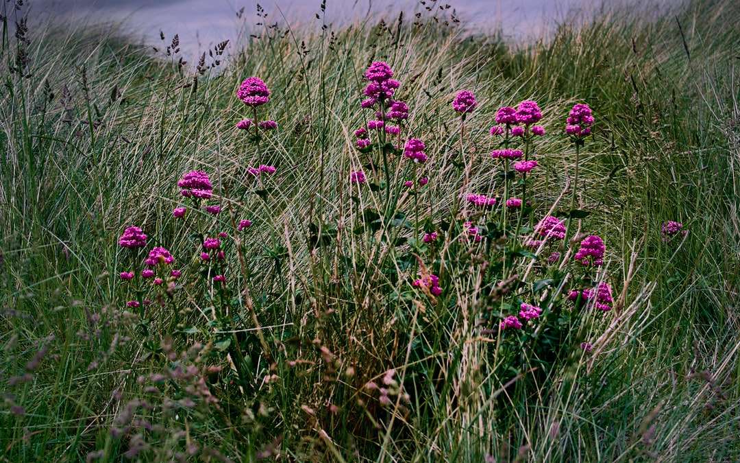 Purpurowe kwiaty na zielonej trawie polu podczas dnia puzzle online