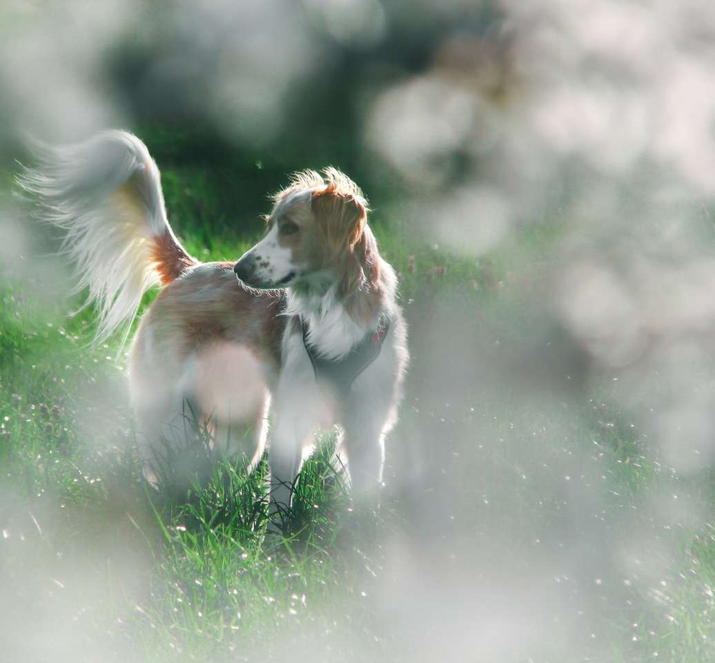Biały i brązowy długi powlekany pies na zielonej trawie polu puzzle online