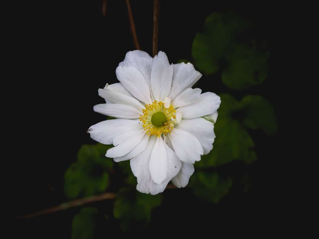 Biały kwiat w obiektywu przesunięcia Tilt puzzle online