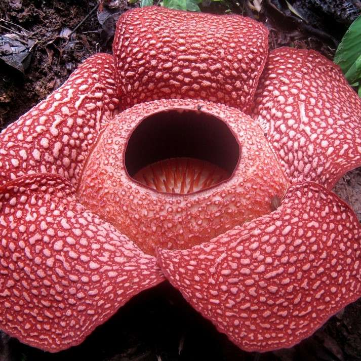 Bukietnica Arnola- kwiat egzotyczny puzzle online
